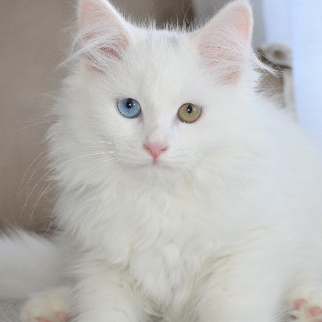 Chaton Sibérien blanc aux yeux vairons né à la Chatterie de Nice