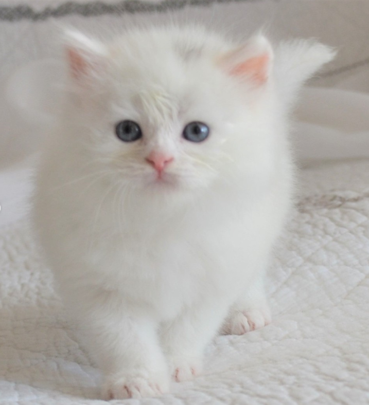 Bomond, mâle Chat Sibérien blanc aux yeux verts disponible à la Chatterie de Nice en France
