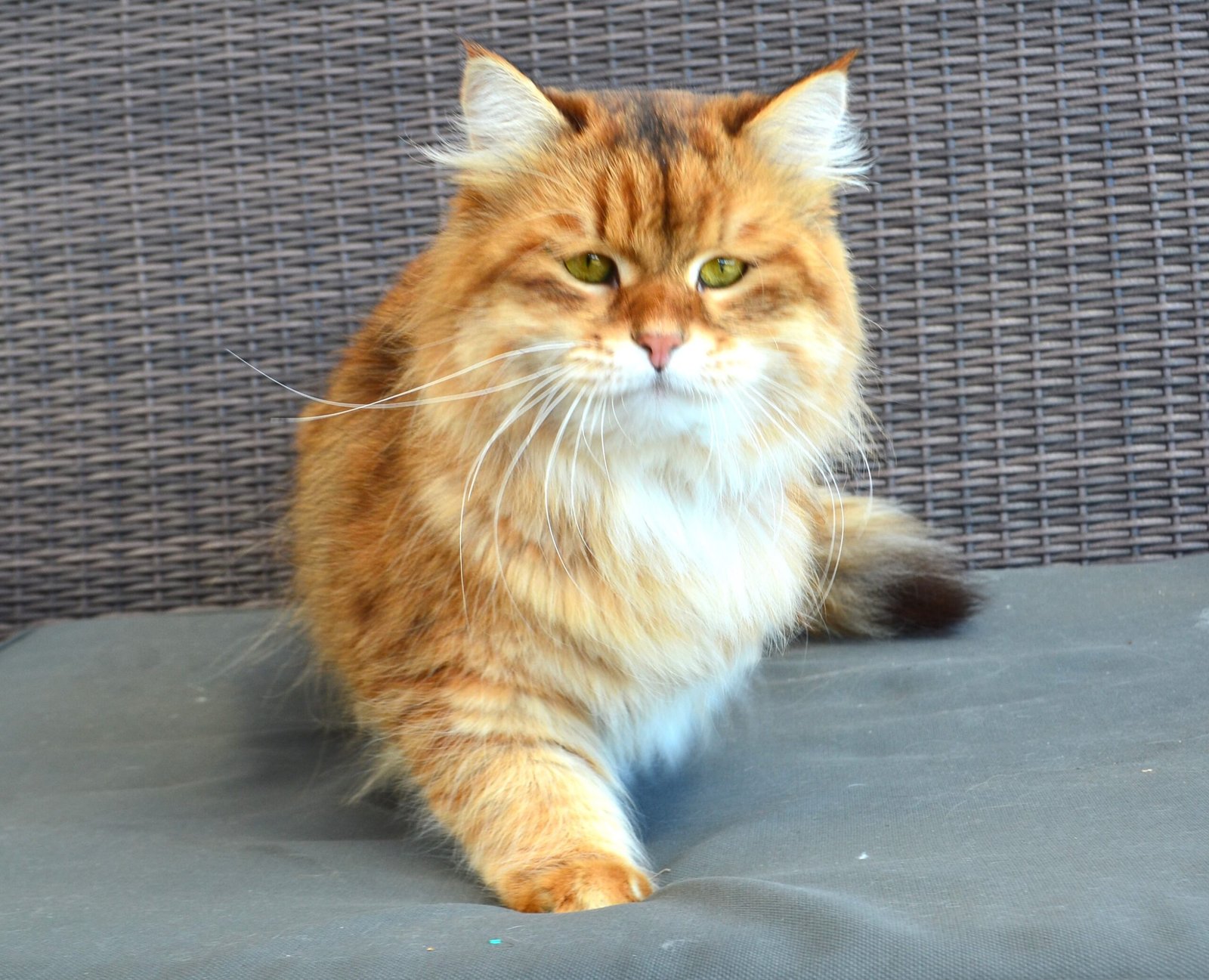 Mâle Chat Sibérien Golden – Chatterie de Nice élevage en France