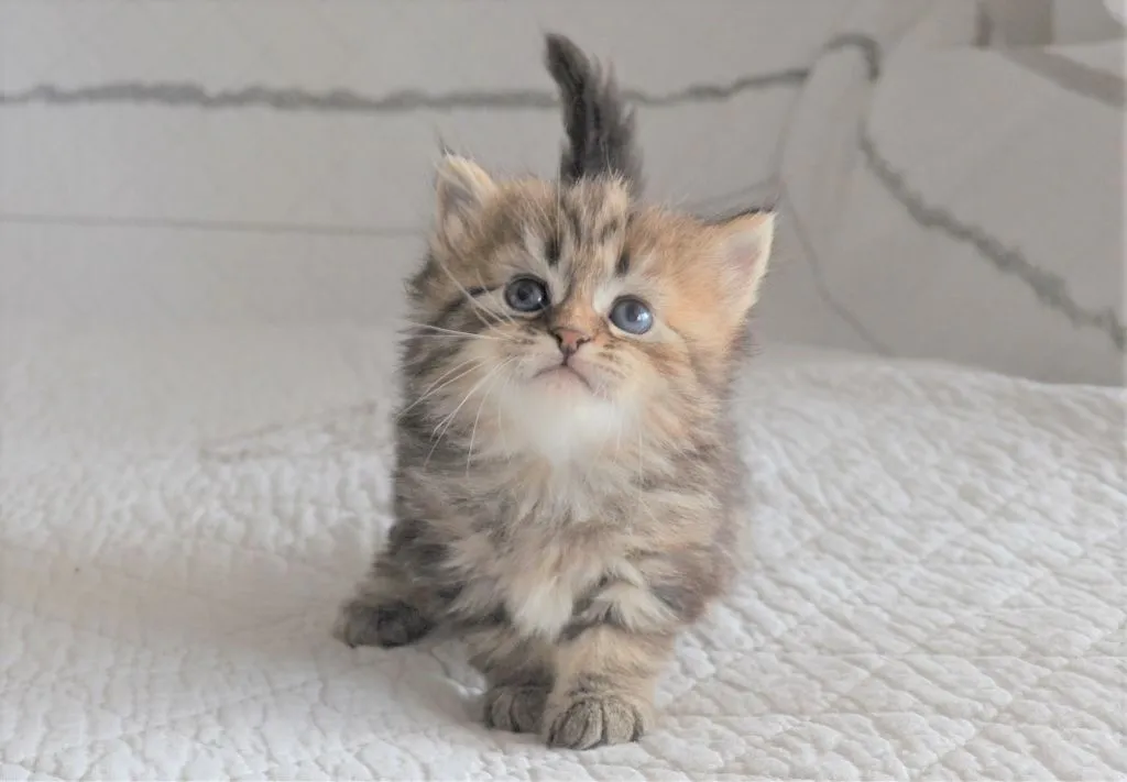 Petit chaton Sibérien brown tabby au pelage duveteux
