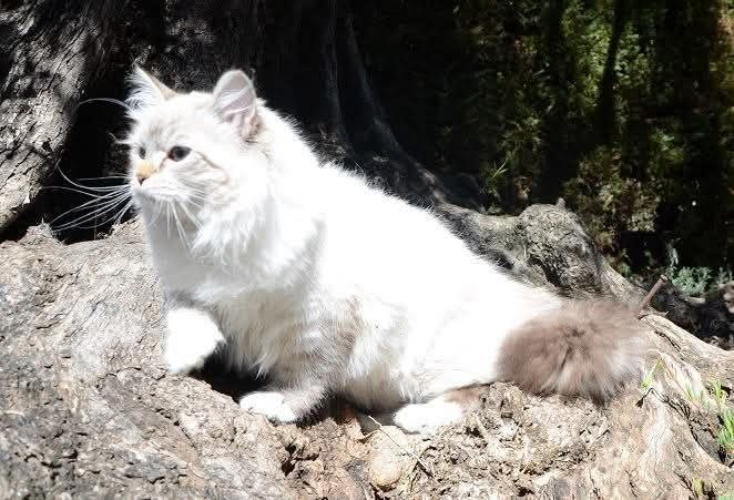 Chat Sibérien des lignées traditionnelles de la Chatterie de Nice
