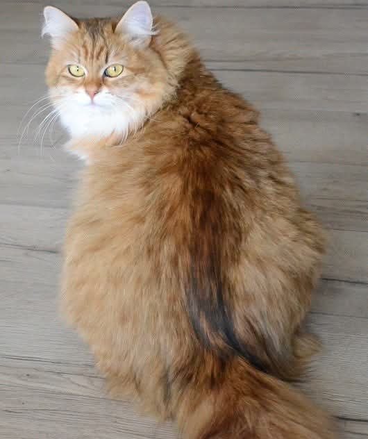 Chippy de la Chatterie de Nice, Chat Sibérien adulte montrant la qualité de son pelage