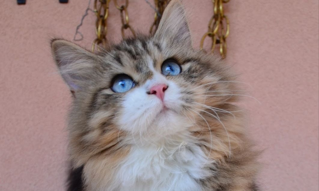 Chat Sibérien issu des lignées de la Chatterie de Nice