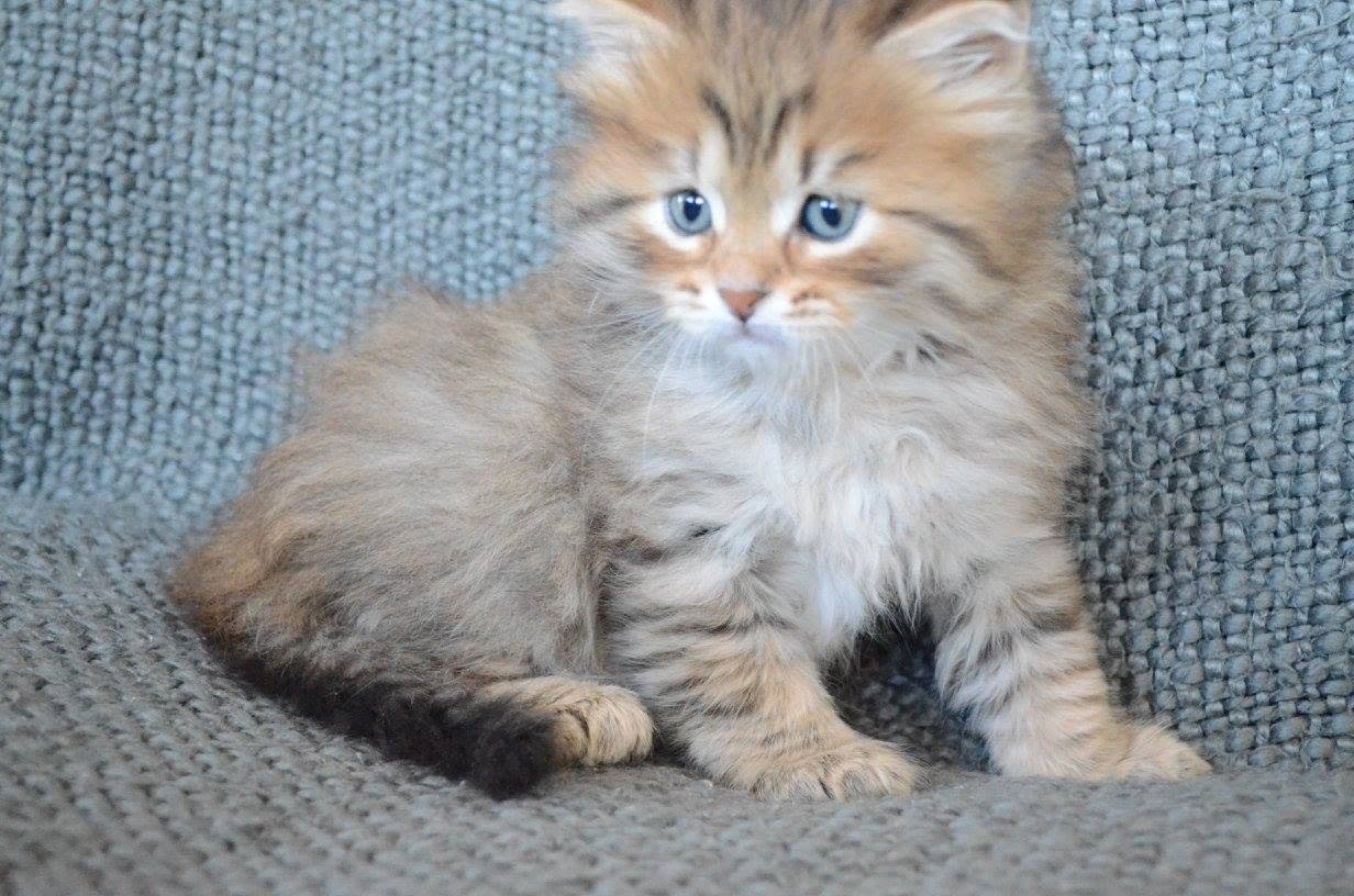 Chaton Sibérien Brown Tabby en croissance, robe forestière traditionnelle et motifs tabby visibles