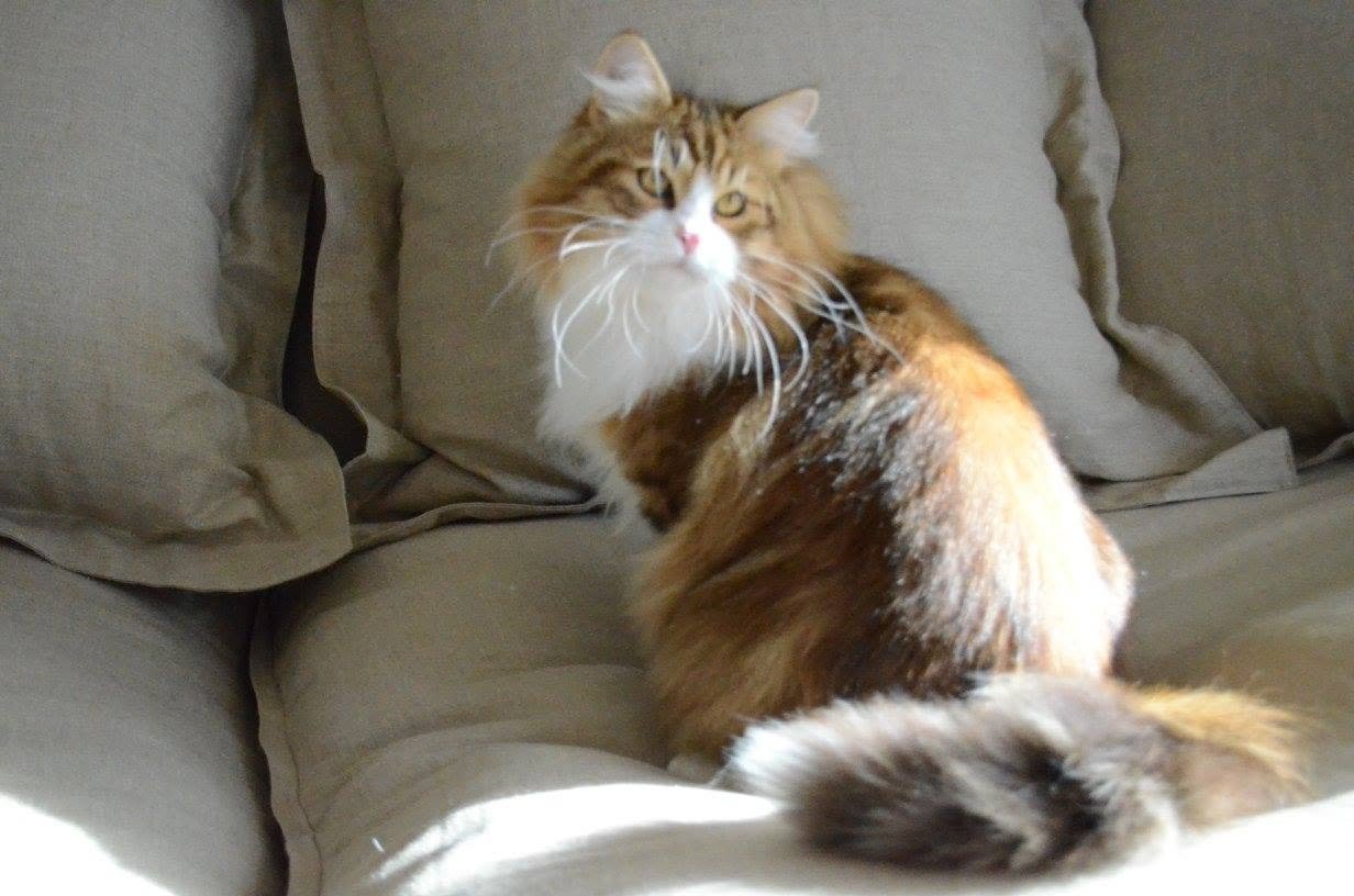 Chat Sibérien adulte Golden Shaded au pelage doré clair et lumineux