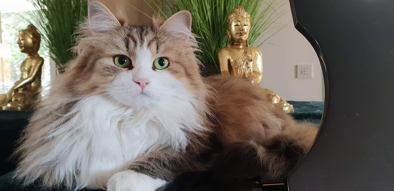 Rosie de la Chatterie de Nice, femelle Chat Sibérien traditionnel en France