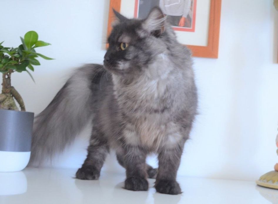 Chats Sibériens de la Chatterie de Nice en France