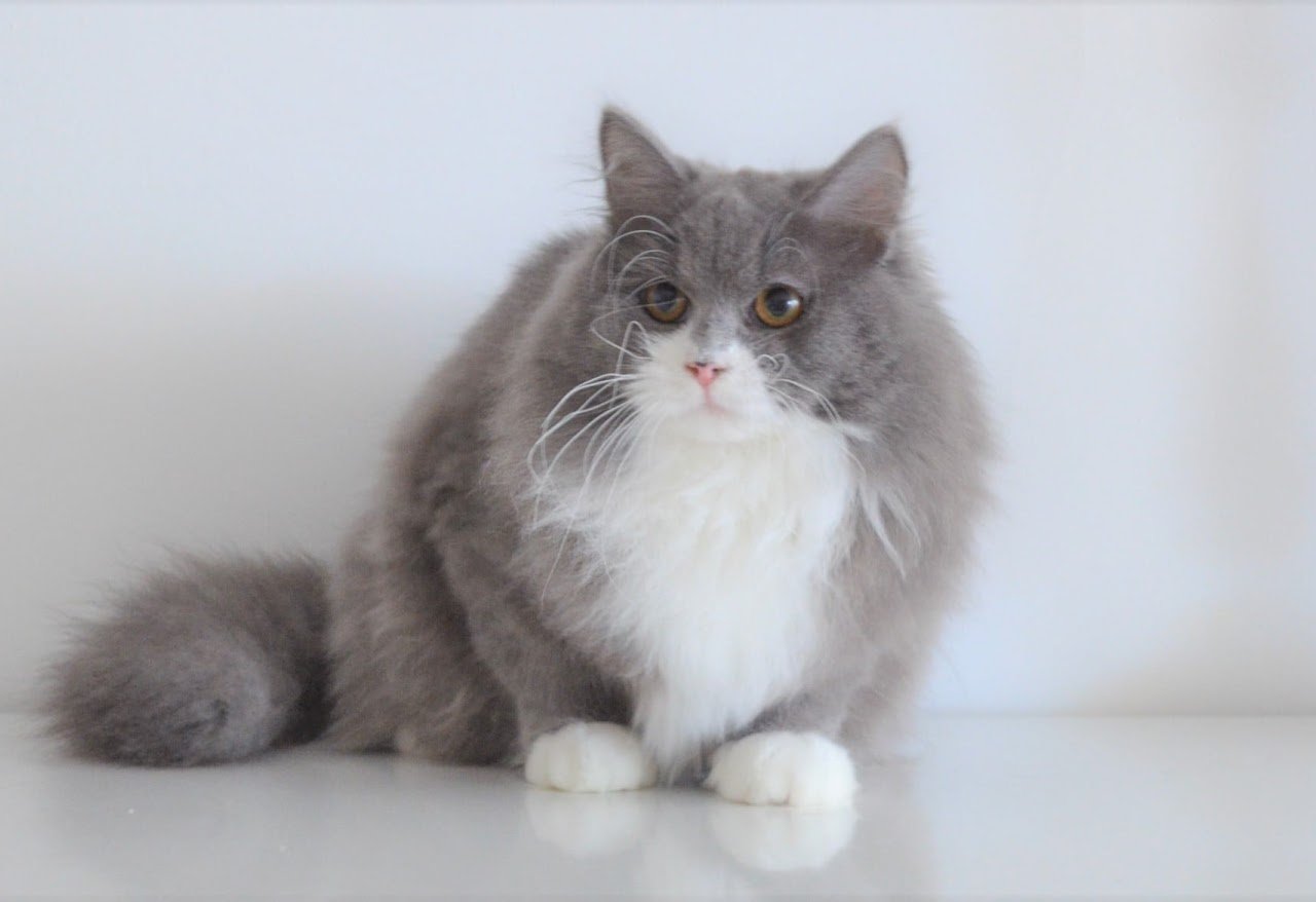 Chatte Sibérienne bleue solide avec pattes blanches de la Chatterie de Nice