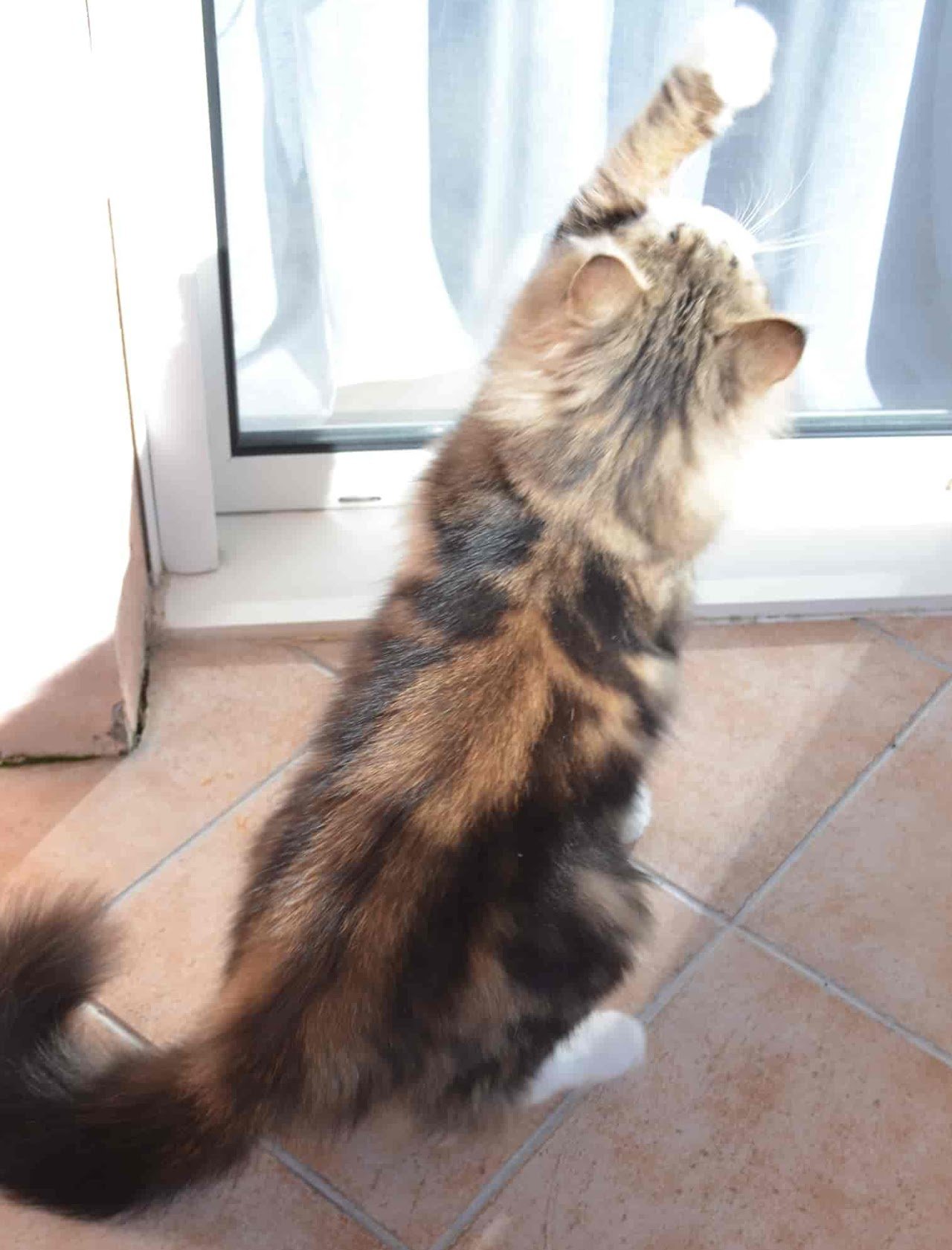 Platon de la Chatterie de Nice, Chat Sibérien adulte à la fourrure fluide et structurée