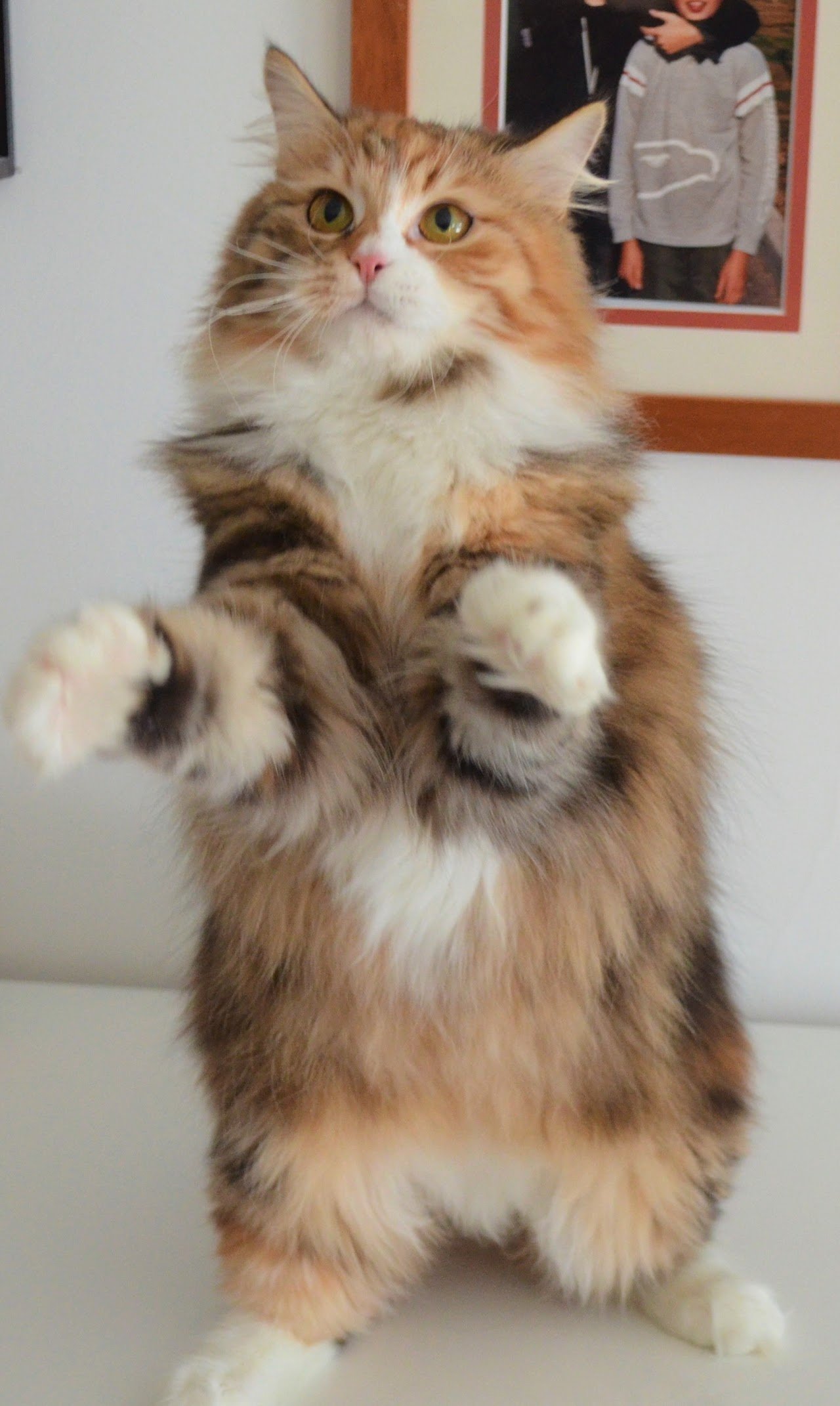 Chat Sibérien – héritage des lignées de la Chatterie de Nice