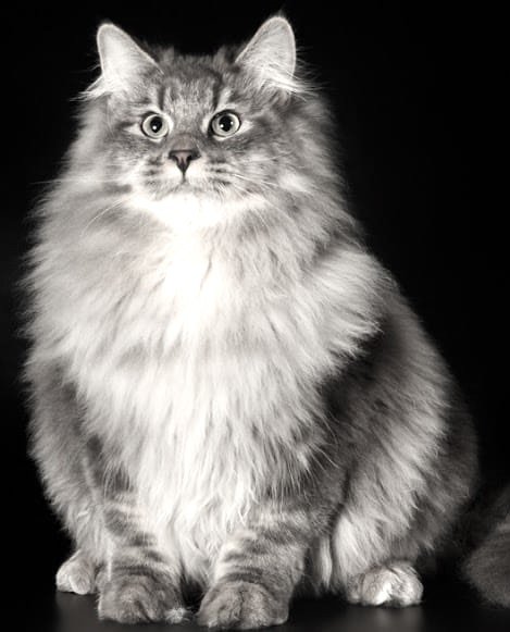 Chat Sibérien adulte Blue Tabby au pelage bleu-gris dense et au gabarit puissant