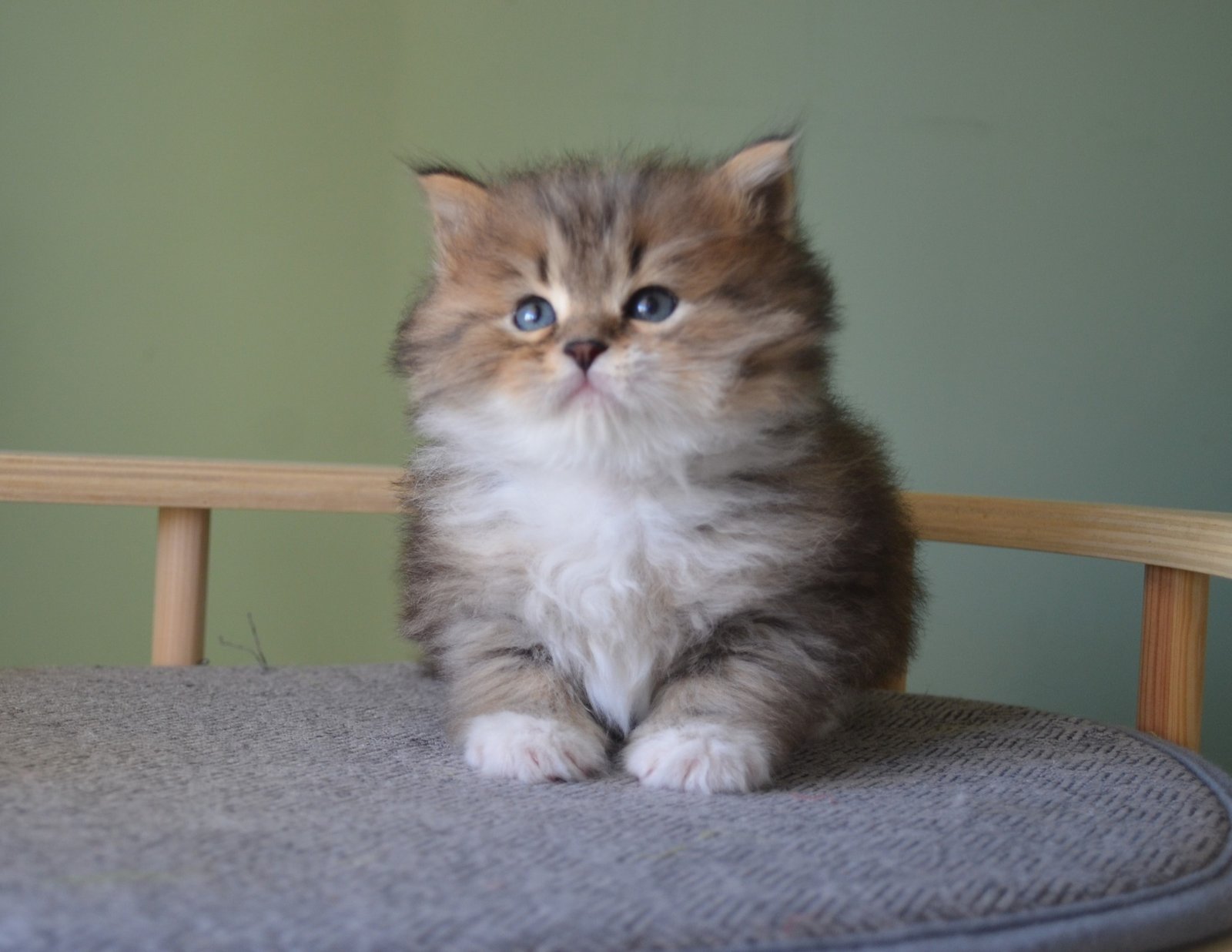 Bébé Chat Sibérien de quelques semaines à la Chatterie de Nice