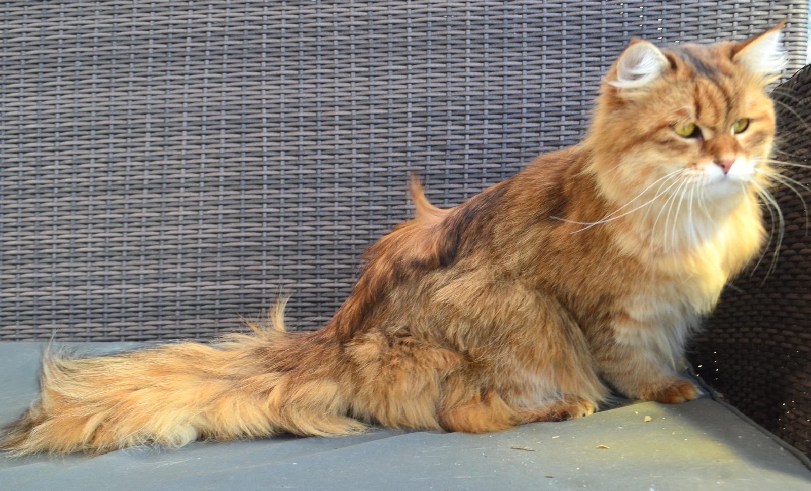 Aster, mâle Sibérien brown golden mackerel tabby, golden clair, aux yeux verts de la Chatterie de Nice, au poil de garde typique de la race