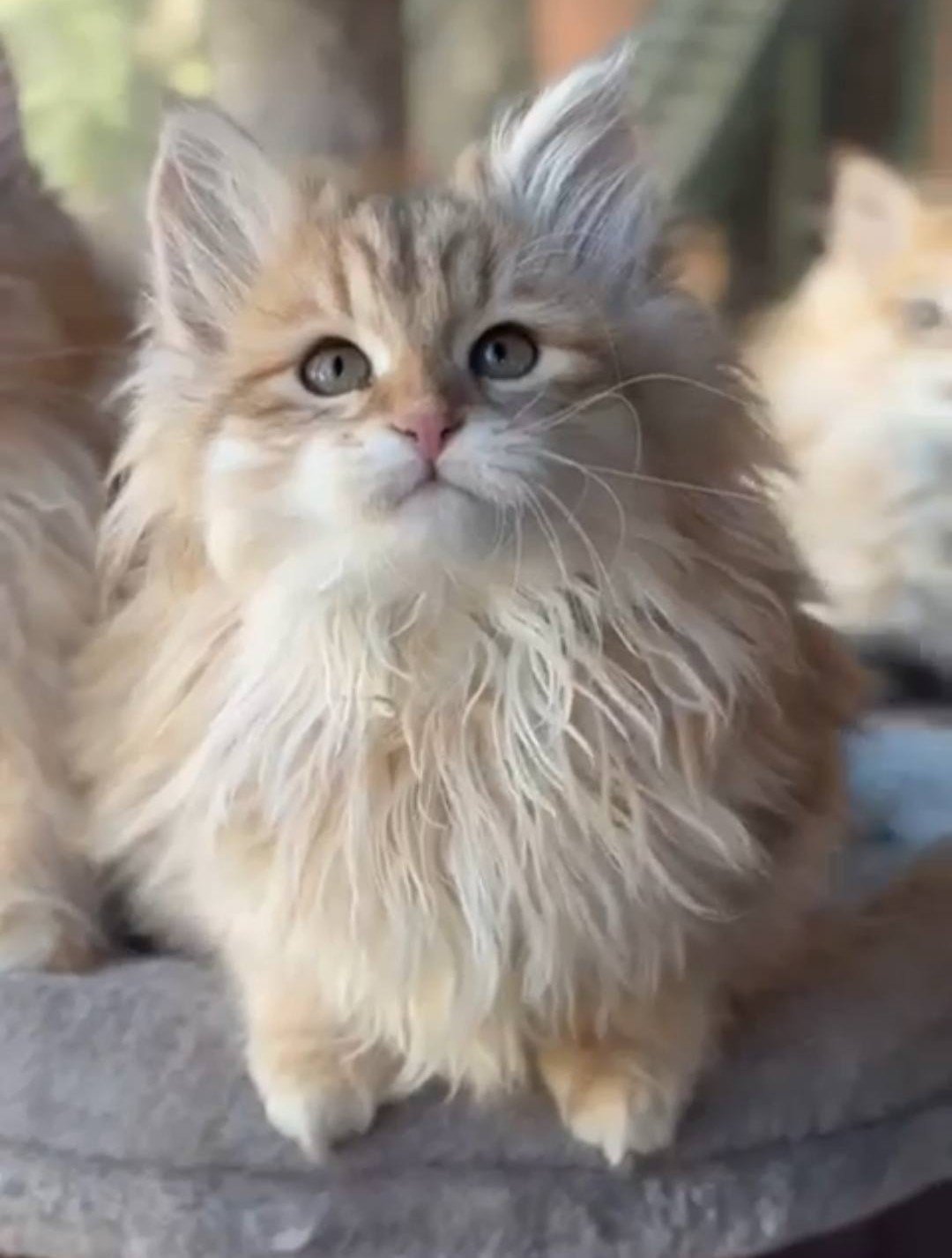 Chaton Sibérien golden au pelage long à la Chatterie de Nice