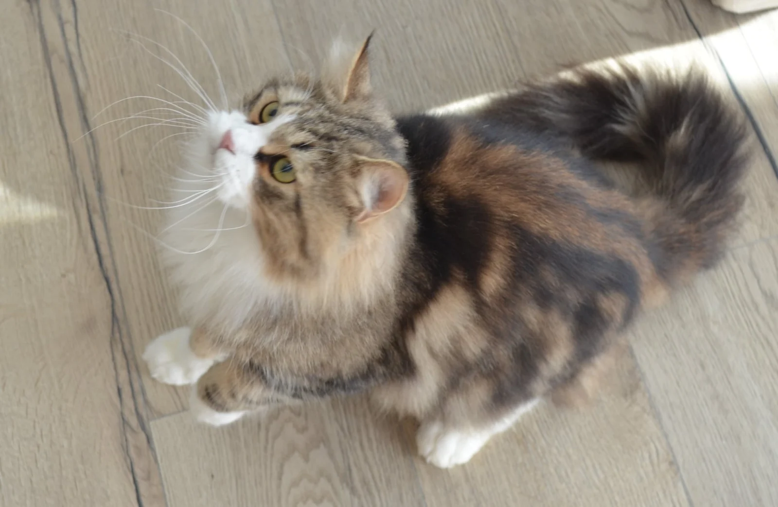 Platon de la Chatterie de Nice, Chat Sibérien