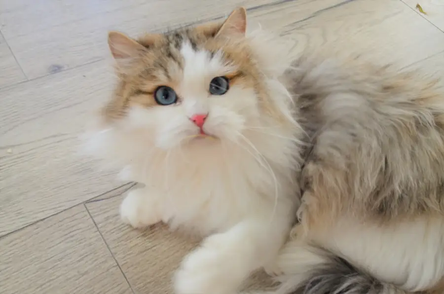 Omega, Chatte Sibérienne aux yeux bleus, Chatterie de Nice
