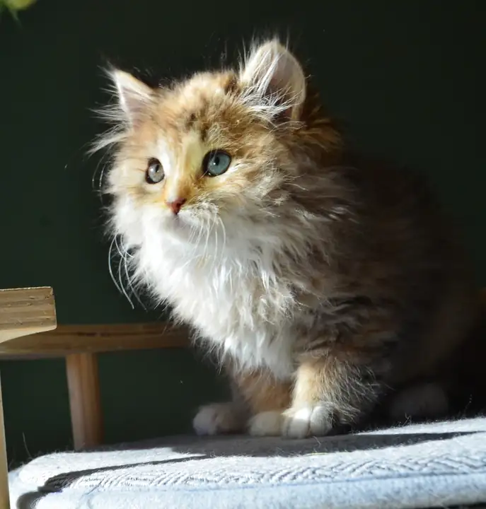 Pamela de la Chatterie de Nice, chaton Sibérien golden et blanc aux yeux bleus