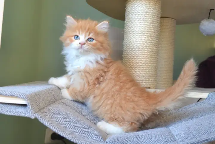 Chaton Sibérien roux et blanc aux yeux bleus, Chatterie de Nice