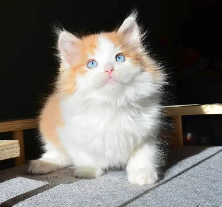 Deuxième chaton Sibérien roux et blanc aux yeux bleus, Chatterie de Nice