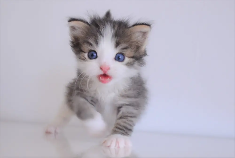 Chaton Sibérien tabby et blanc aux yeux bleus, Chatterie de Nice
