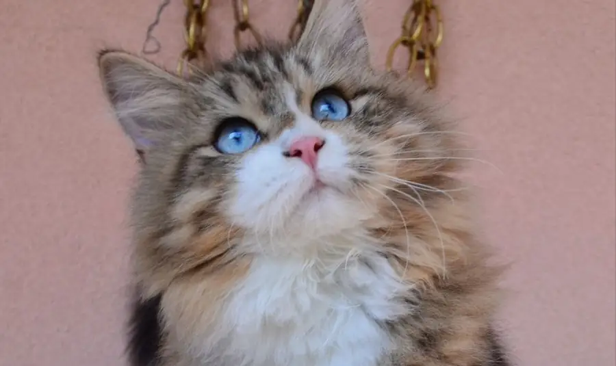 Chaton Sibérien tabby aux yeux bleus, Chatterie de Nice