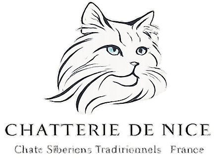 Chats Sibériens – Éleveur France – Chatterie de Nice