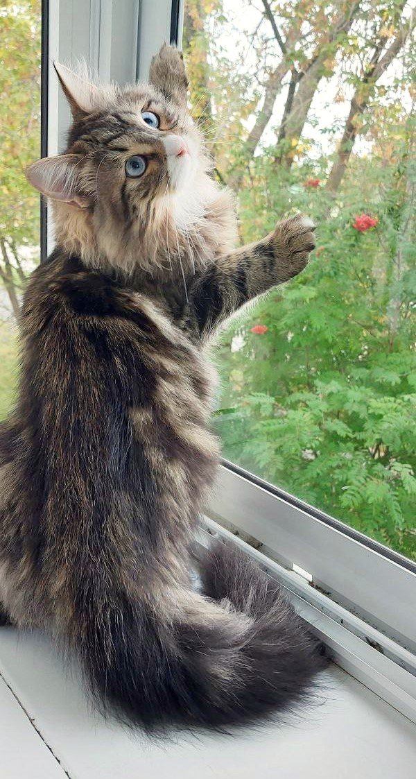 Yupiter Great Joy RU, Chat Sibérien brown blotched tabby aux yeux bleus