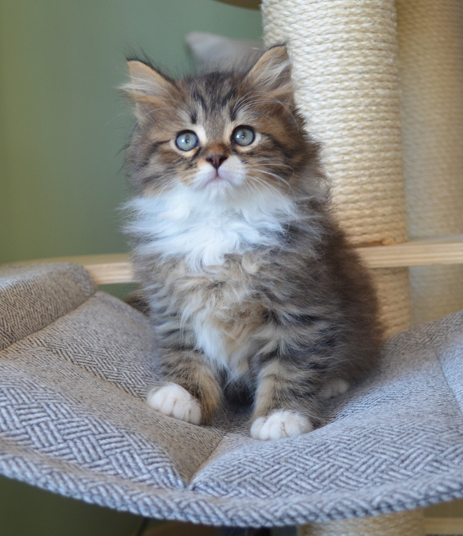 Vincent, chaton Sibérien brown blotched tabby et blanc