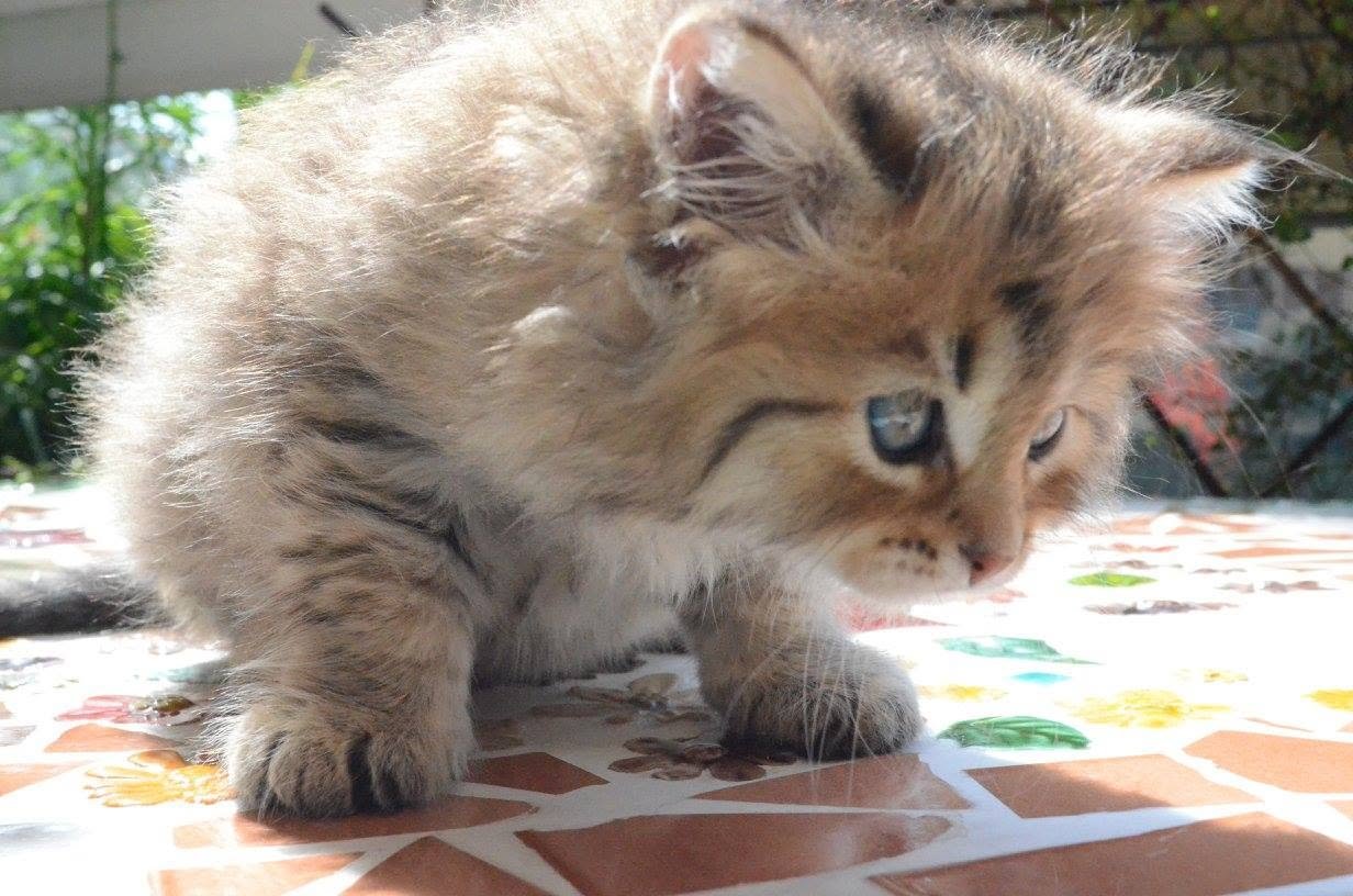 Rhea, chatonne Sibérienne black golden tabby