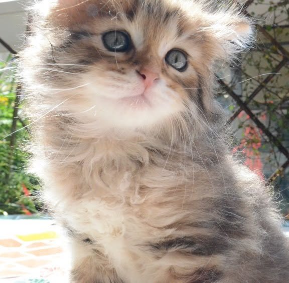 Newton, chat sibérien golden tabby et blanc