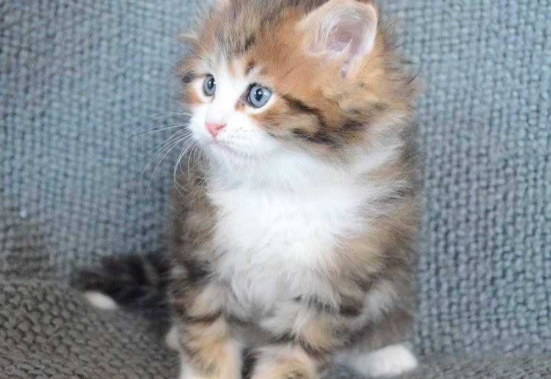 Neo de la Chatterie de Nice