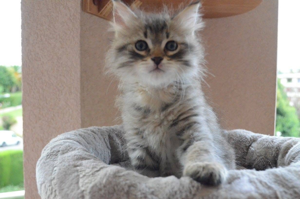 Roman, chat Sibérien black golden tabby