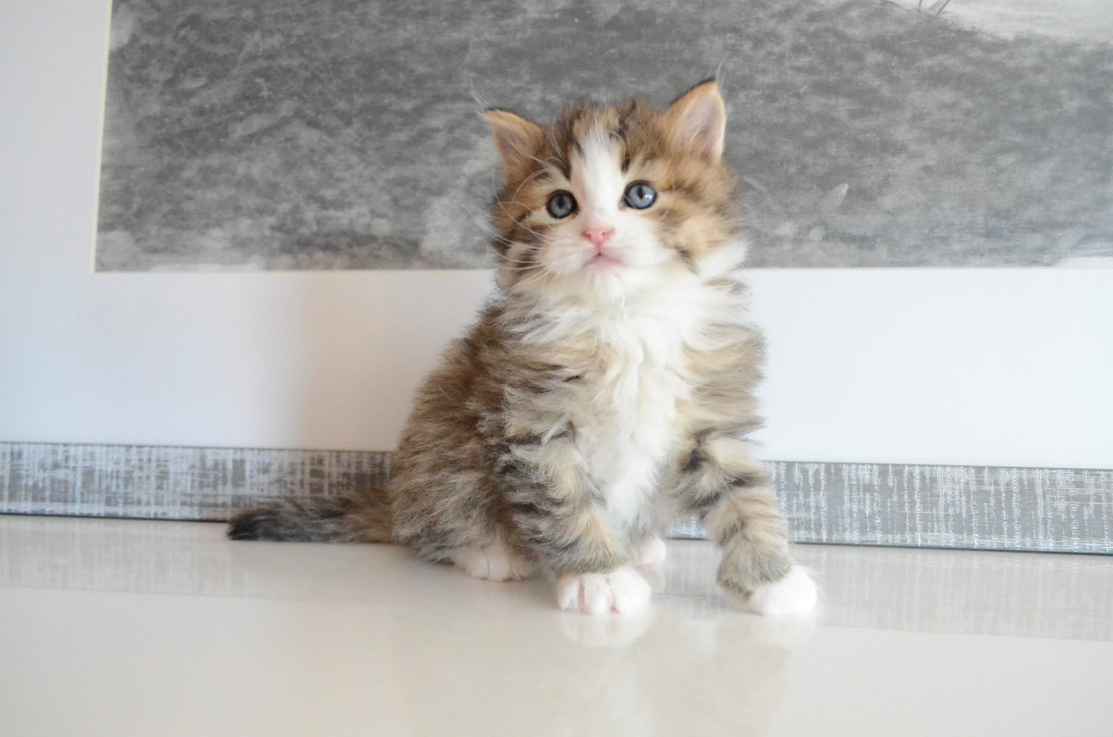 Orfeus, Sibérien traditionnel brown tabby et blanc