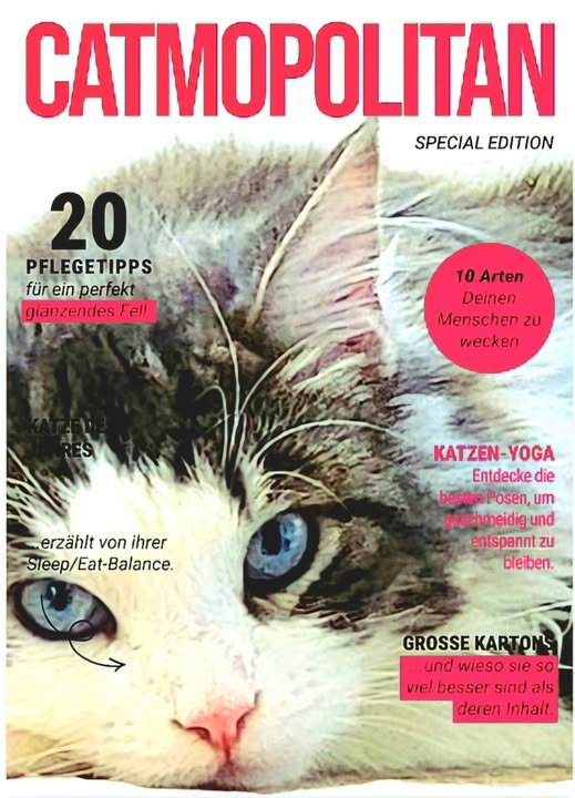 Couverture de Catmopolitan – Special Edition avec un chat sibérien aux yeux bleus né à la Chatterie de Nice