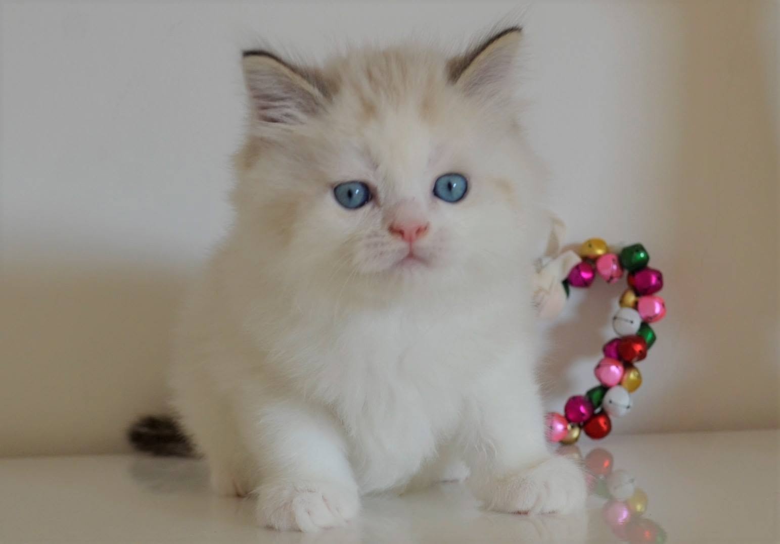 Opium, chat sibérien