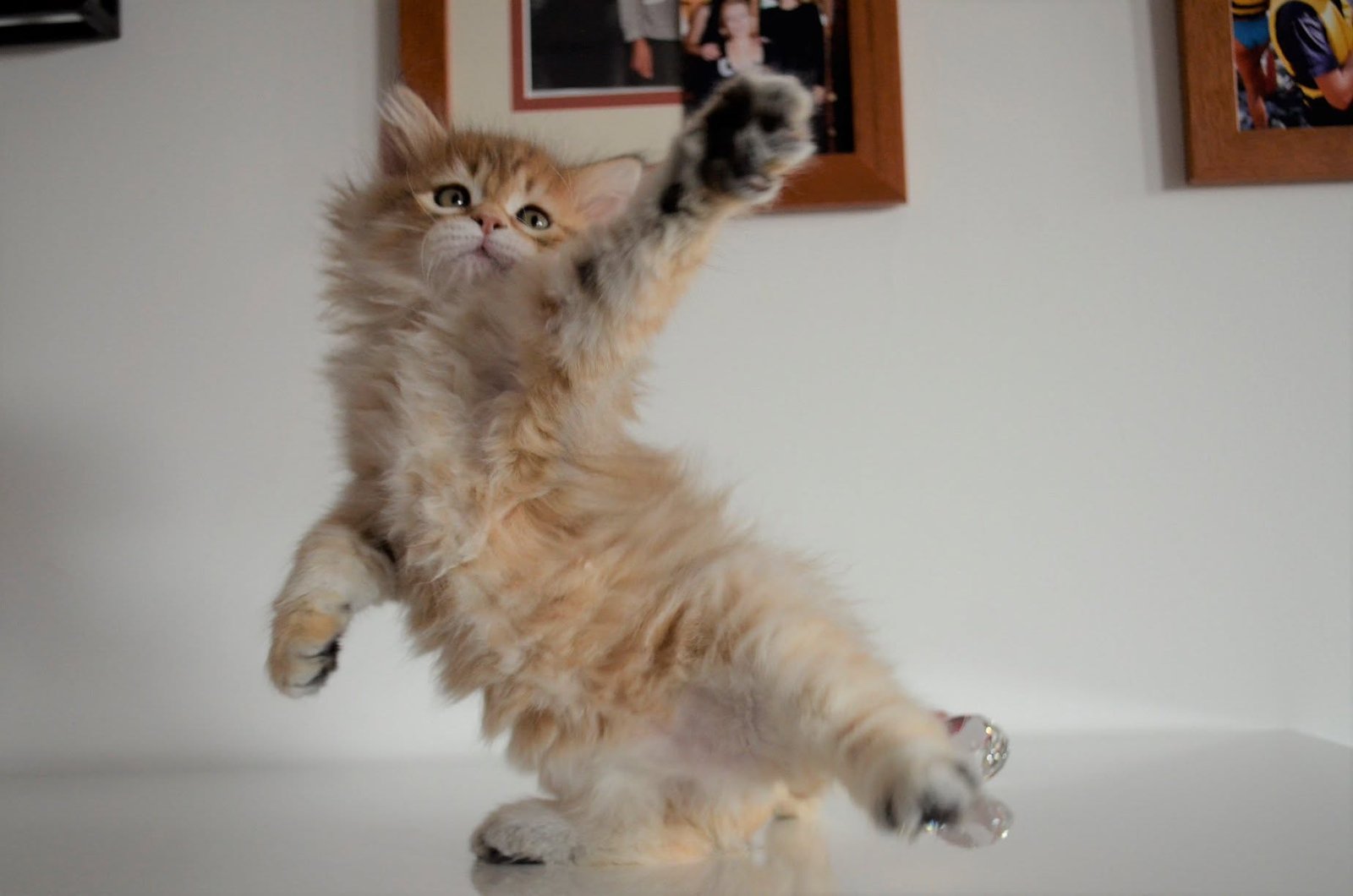 Ora, chatte sibérienne brown tabby et blanc