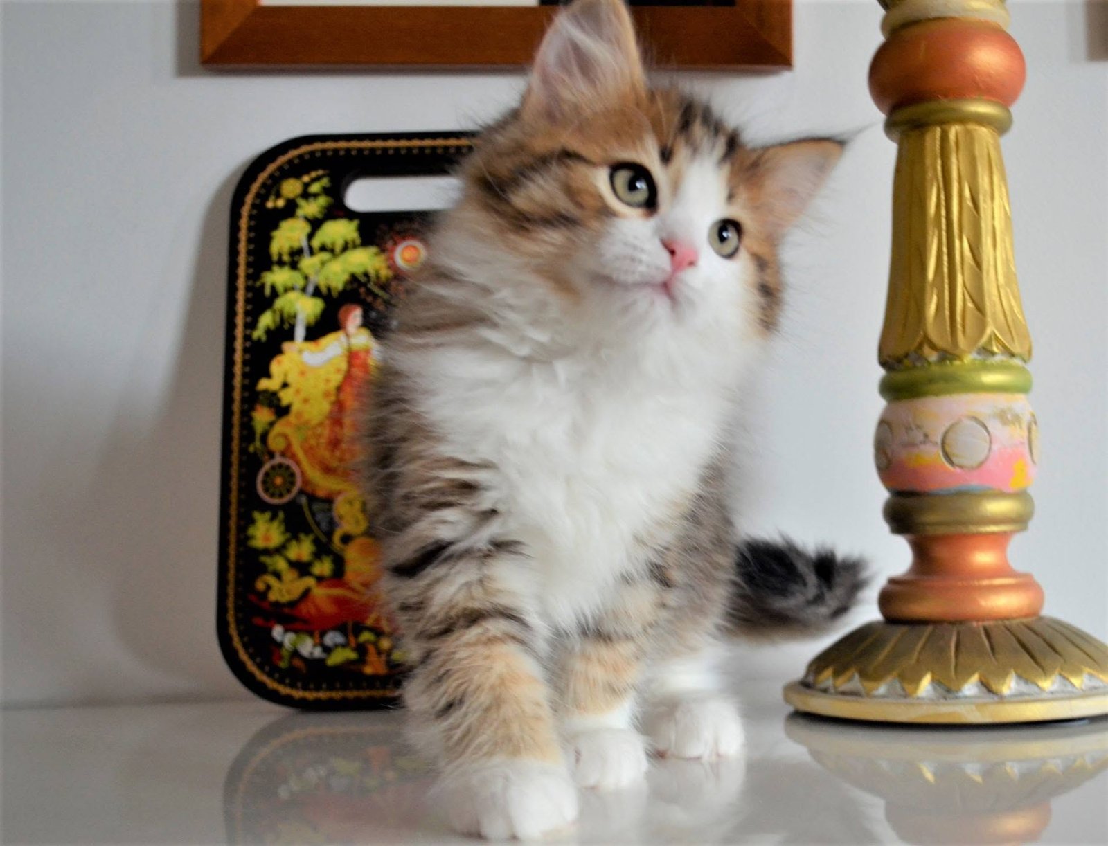 Orius, chat sibérien brown tabby et blanc