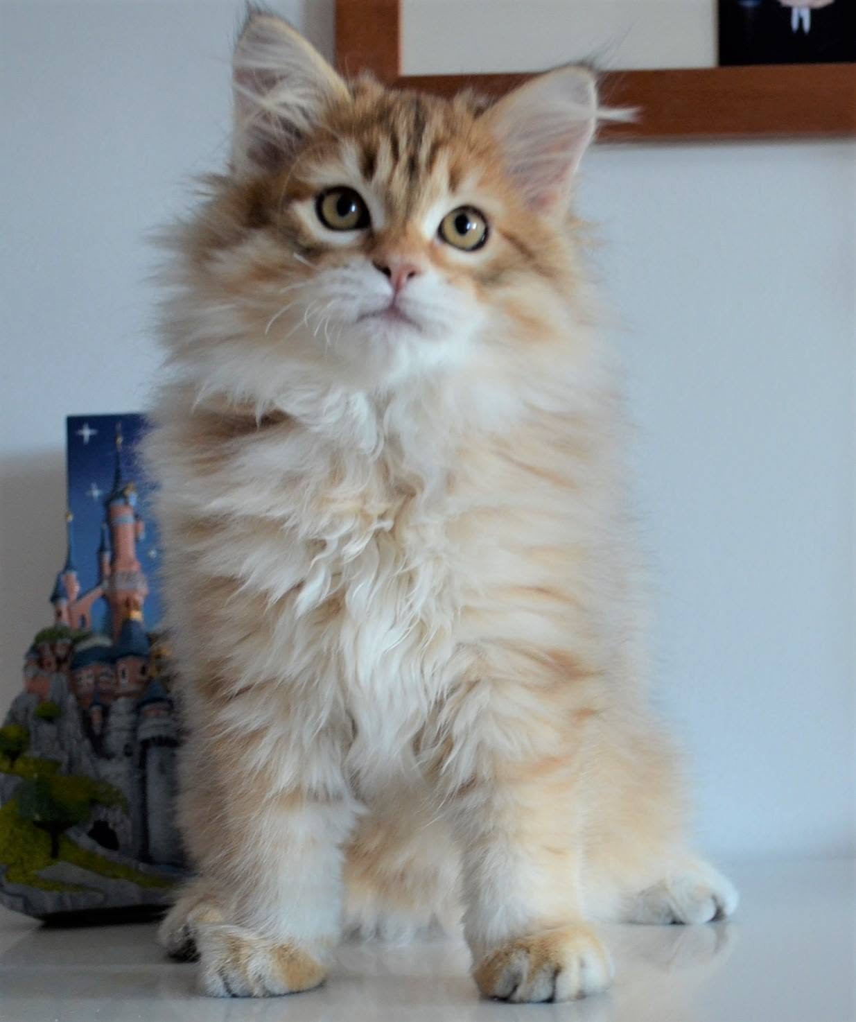 Ora, chatte Sibérienne