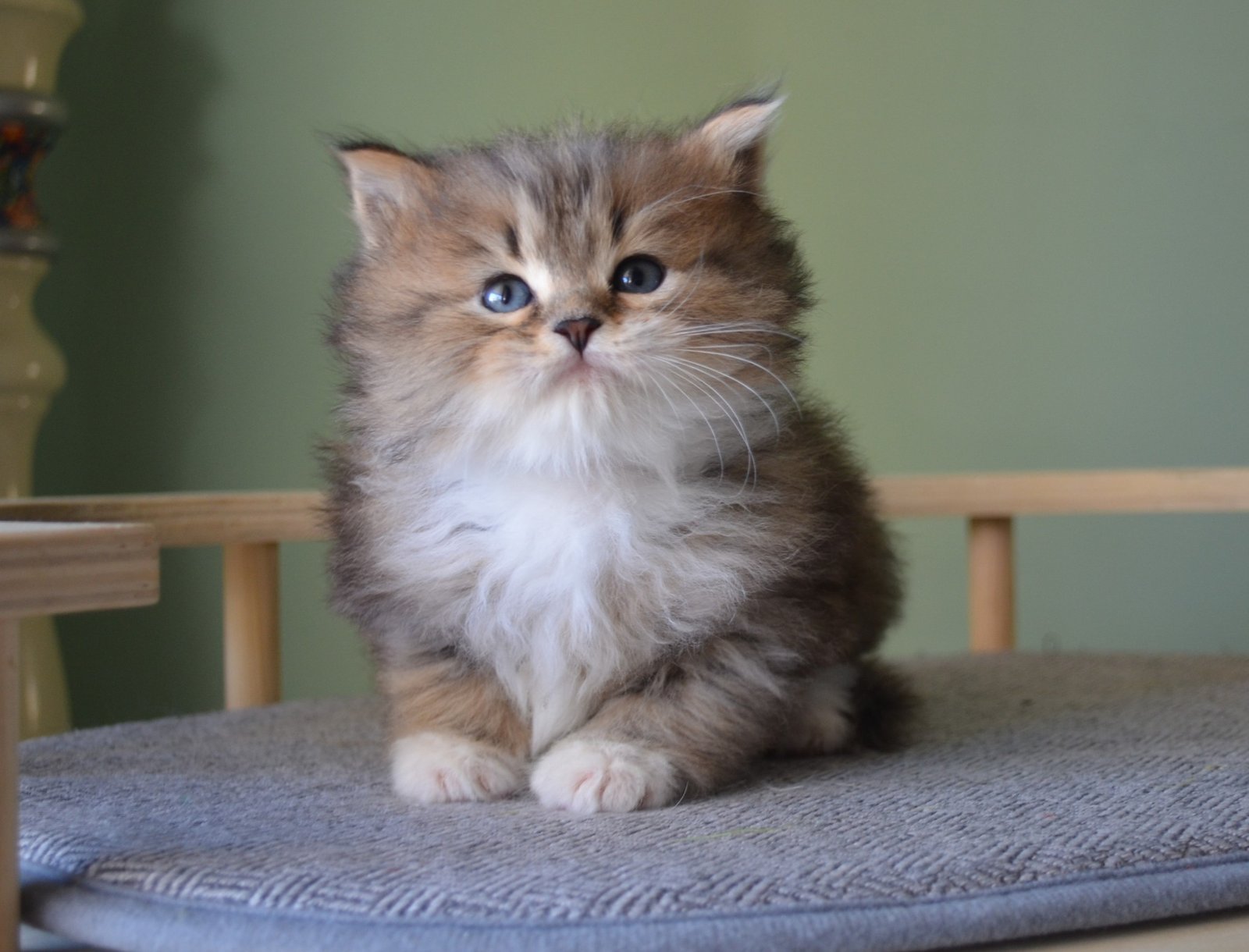 Aaron, chaton Sibérien de la portée née le 4 octobre 2025