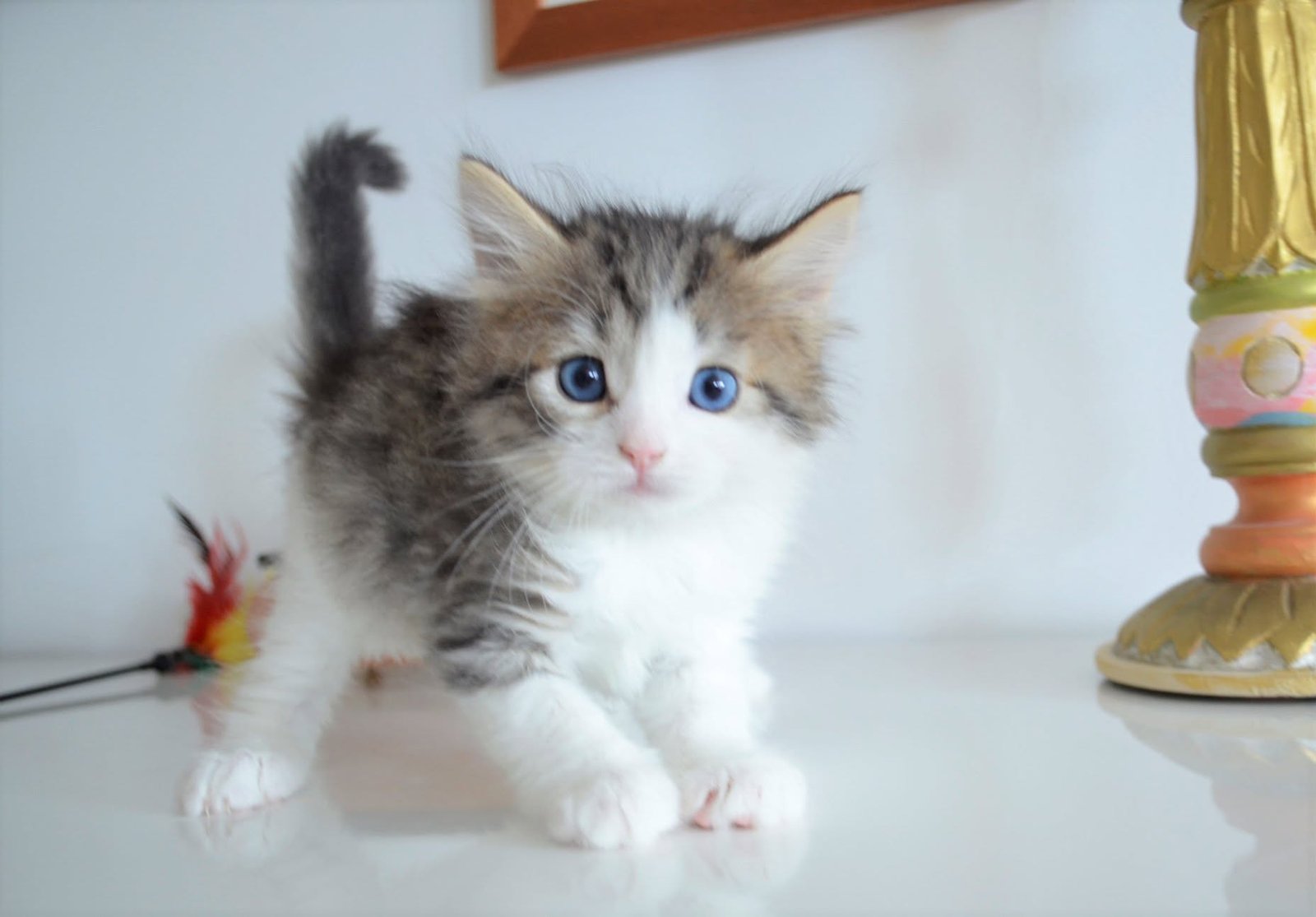 Phoenix, chat sibérien brown tabby et blanc