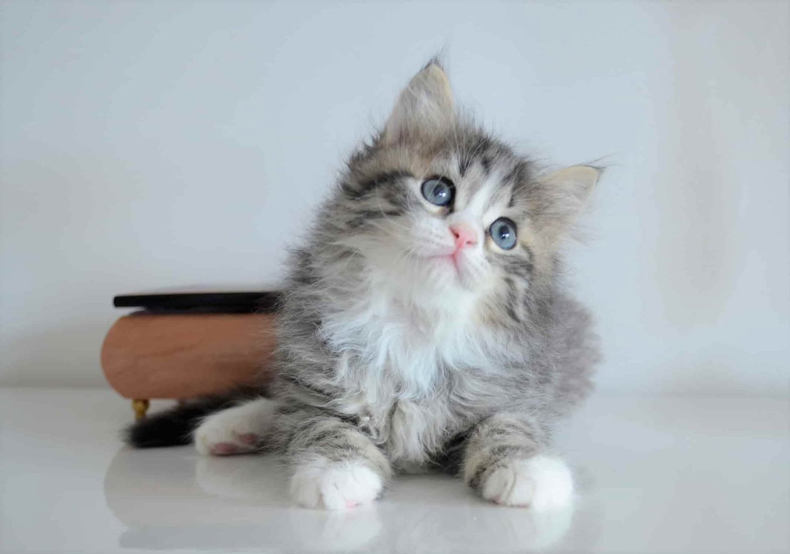 Prada, chatte sibérienne blue tabby et blanc aux yeux bleus
