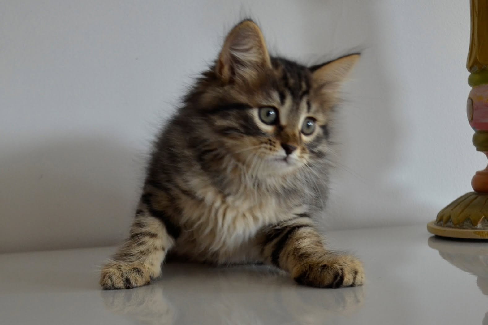 Puma, chatte sibérienne brown tabby