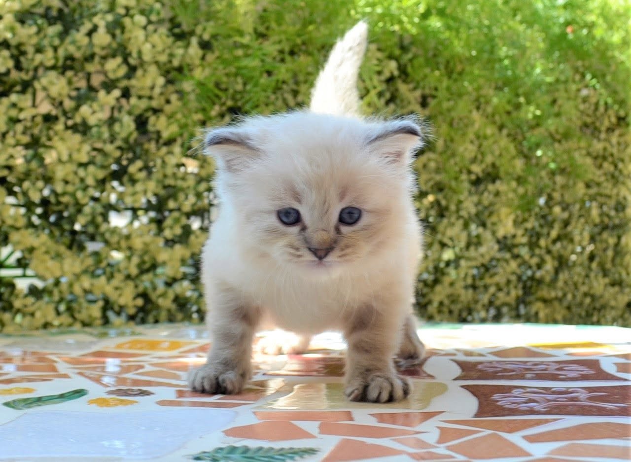 Patoun, chat sibérien seal golden tabby point et blanc aux yeux bleus