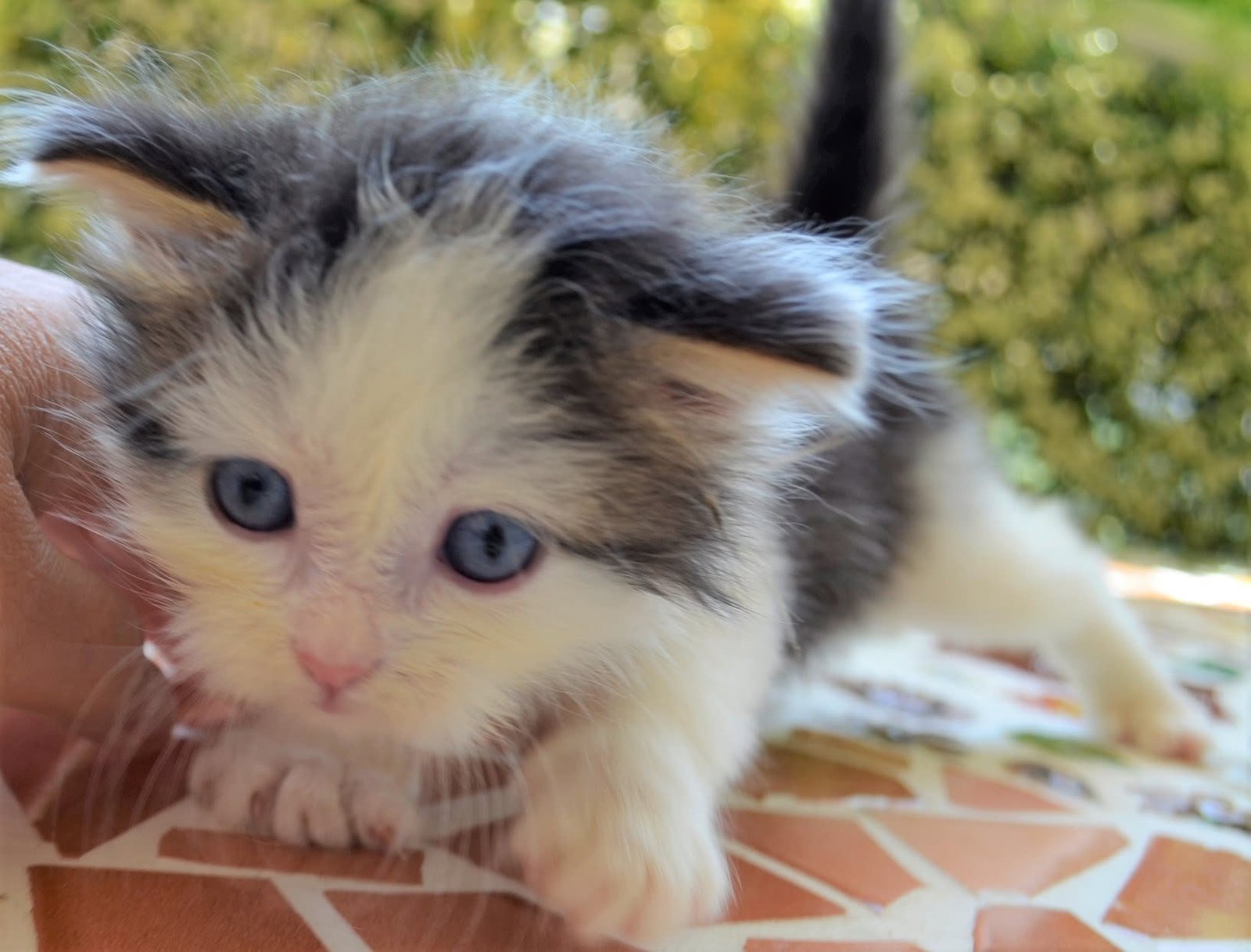Pacha, chat sibérien brown tabby et blanc aux yeux bleus