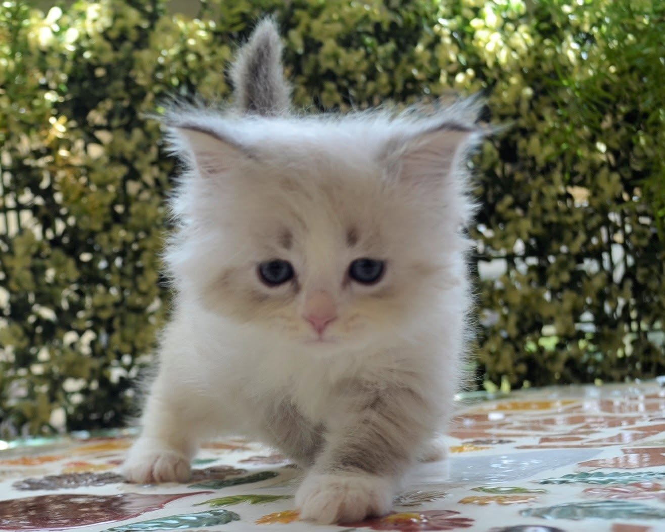 Perle, chatte sibérienne seal golden point et blanc aux yeux vairons