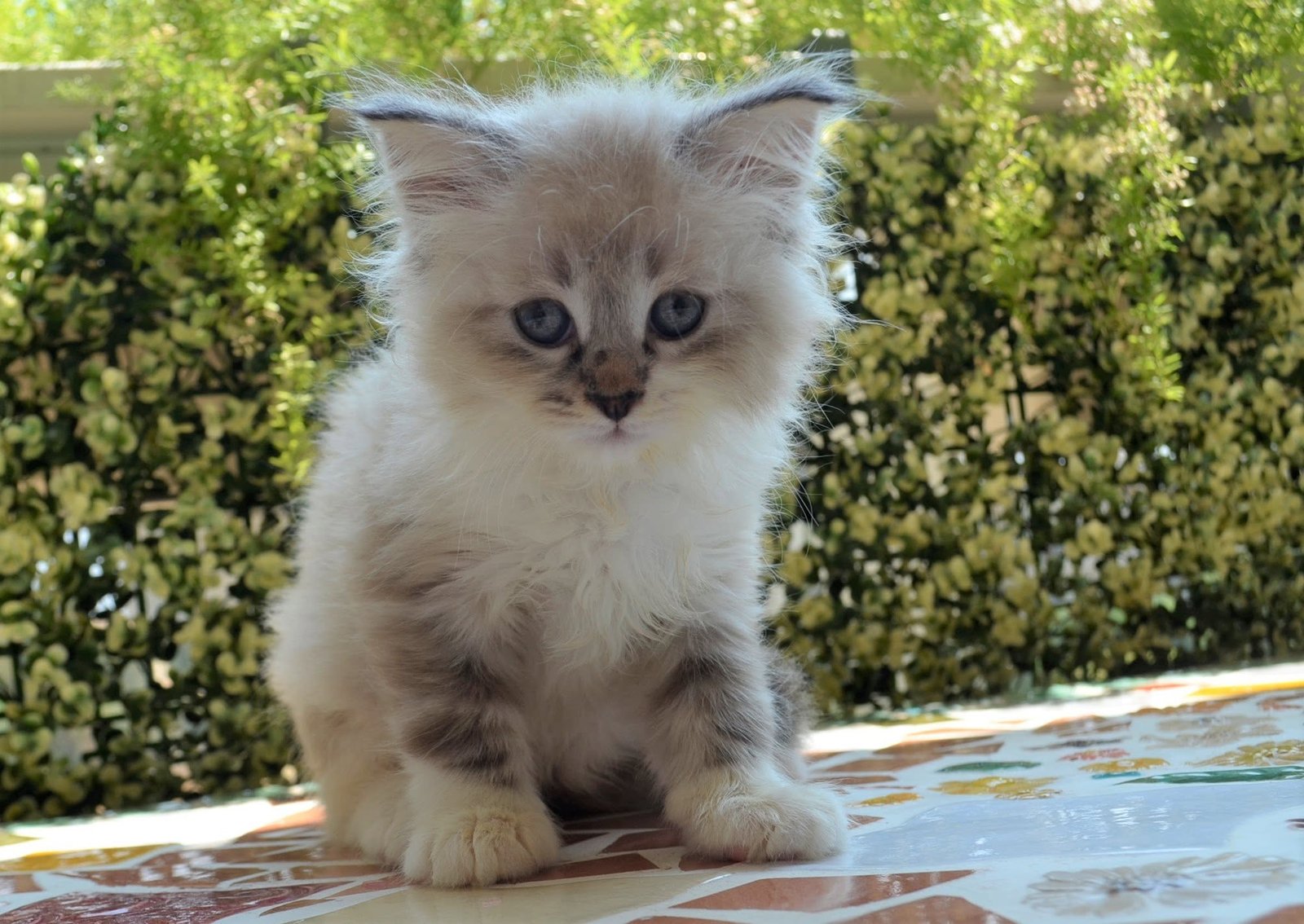 Pirouette, chatte sibérienne seal golden point et blanc aux yeux bleus