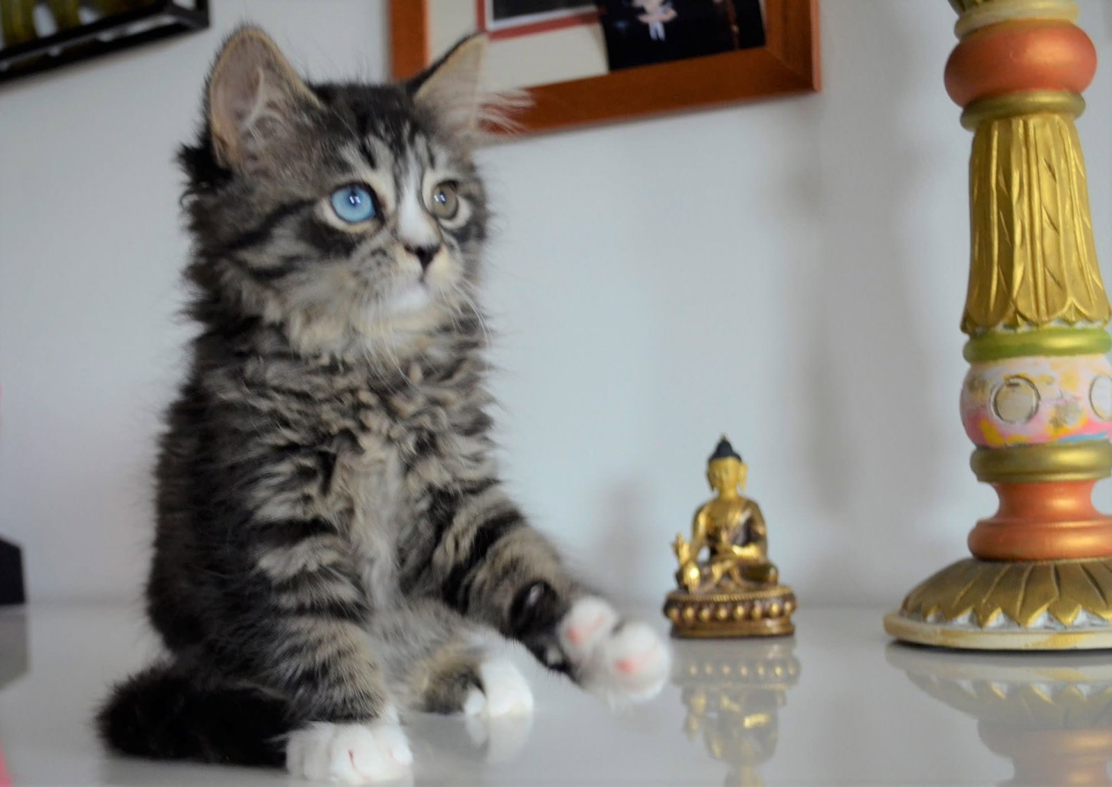 Poupée, chatte sibérienne black tabby et blanc aux yeux vairons