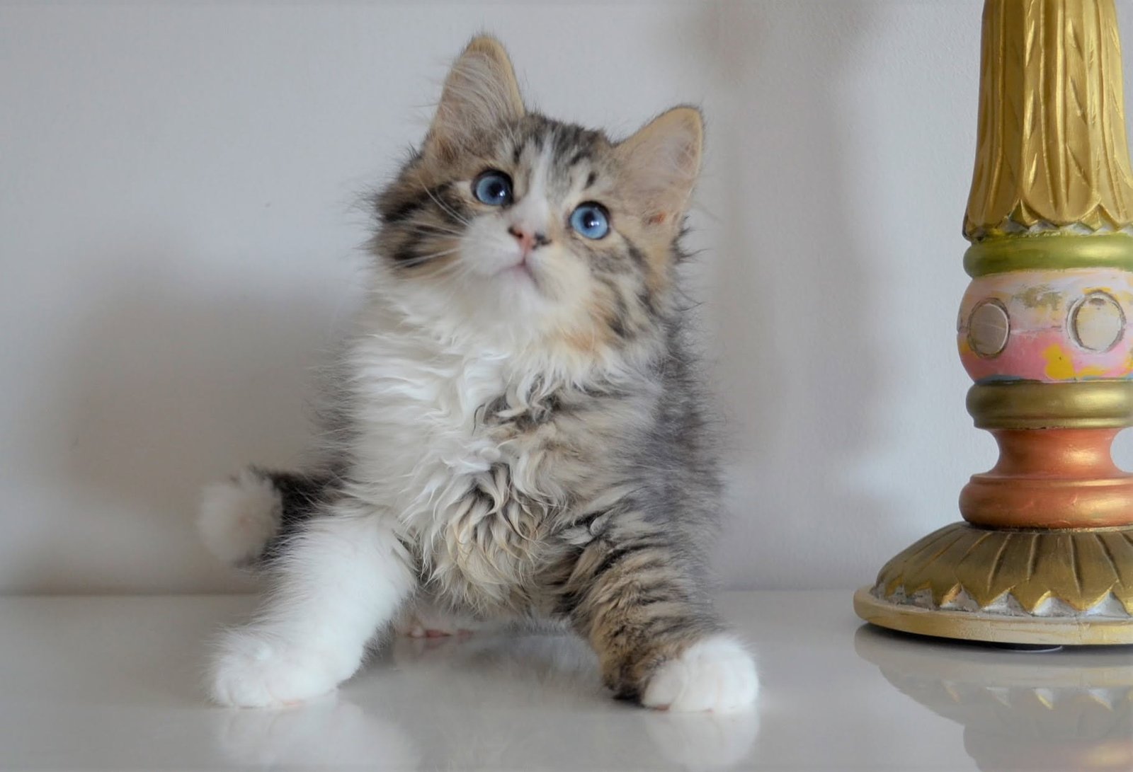 Pia, chatte sibérienne brown tabby et blanc aux yeux bleus