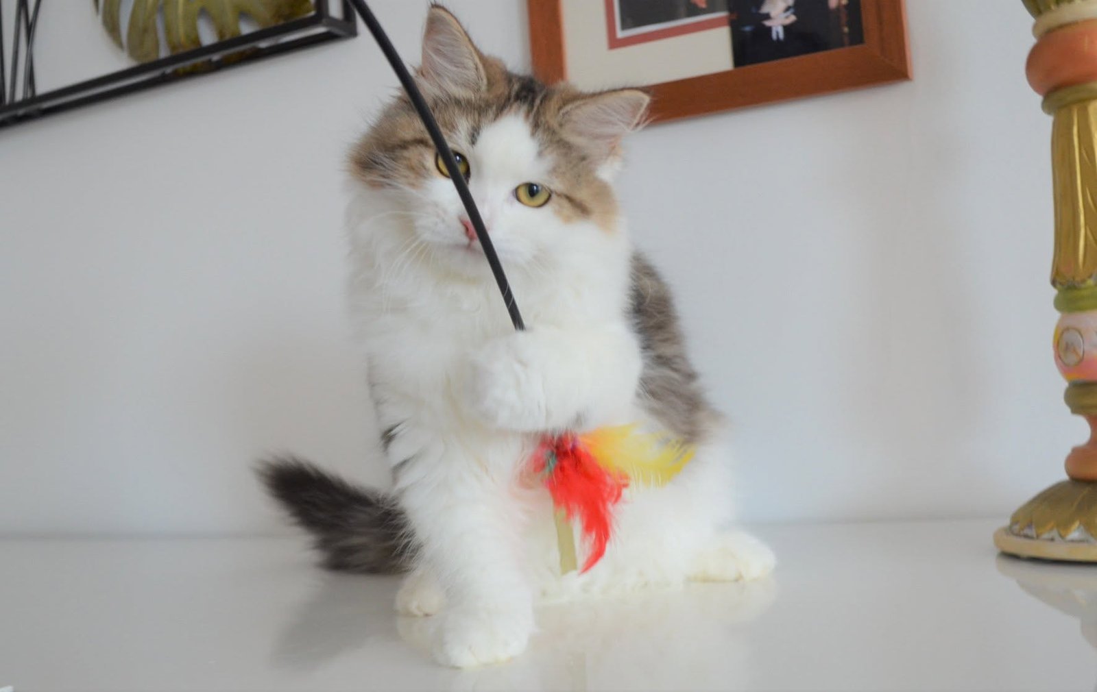 Plume, chatte sibérienne brown tabby et blanc