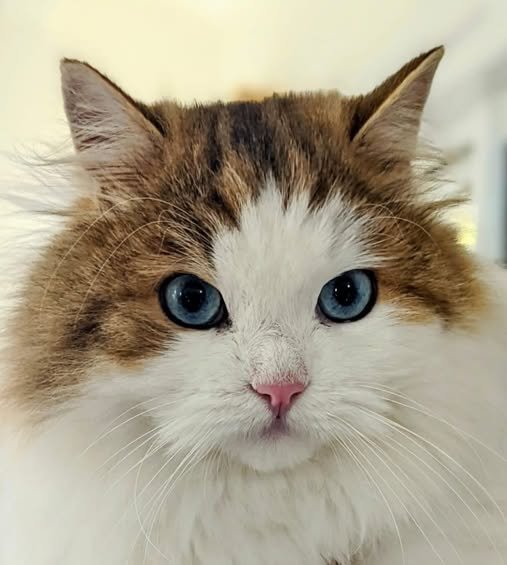 Rio à 3 ans, Chat Sibérien aux yeux bleus né à la Chatterie de Nice